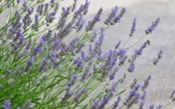 Grosso Lavender - 1 Gallon Pot -Garden Plants shop lavendula intermedia grosso lavender 1