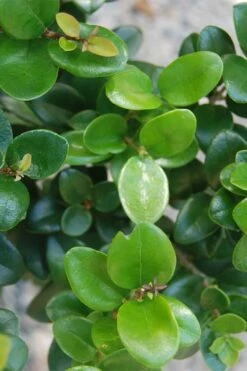 Little Moon Ligustrum - 1 Gallon Pot 6 Little Moon Ligustrum - 1 Gallon Pot -Garden Plants shop ligustrum little moon 500x750 1