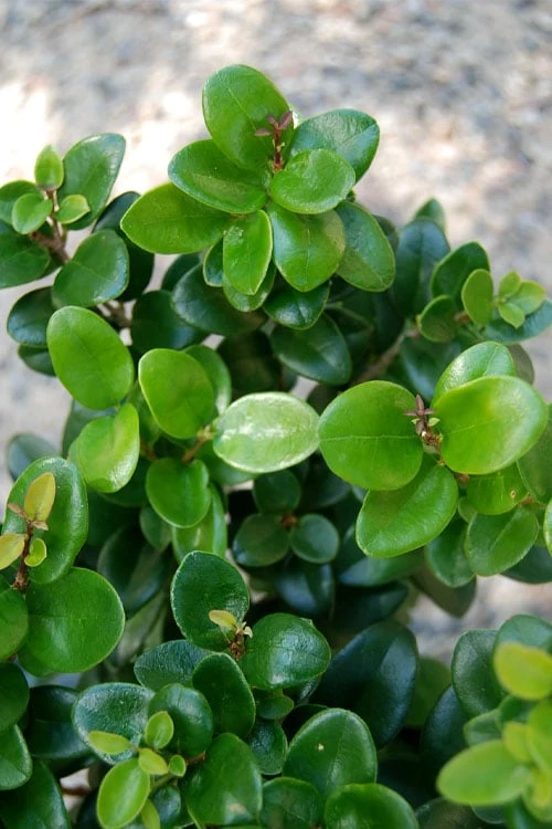 Little Moon Ligustrum - 1 Gallon Pot Little Moon Ligustrum - 1 Gallon Pot -Garden Plants shop ligustrum little moon privet 1