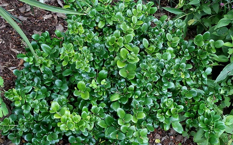 Little Moon Ligustrum - 1 Gallon Pot Little Moon Ligustrum - 1 Gallon Pot -Garden Plants shop ligustrum little moon privet 2