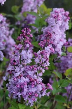 Scentara Double Blue Lilac - 3 Gallon Pot -Garden Plants shop lilac scentara double blue 1