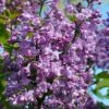 Scentara Double Blue Lilac - 3 Gallon Pot