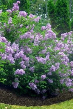 Scentara Double Blue Lilac - 3 Gallon Pot -Garden Plants shop lilac scentara double blue 4