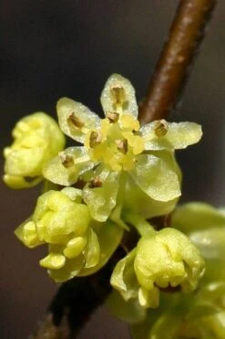 Spicebush (Lindera Benzoin) - 3 Gallon Pot -Garden Plants shop lindera benzoin yellow spicebush 1