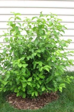 Spicebush (Lindera Benzoin) - 3 Gallon Pot -Garden Plants shop lindera benzoin yellow spicebush 11
