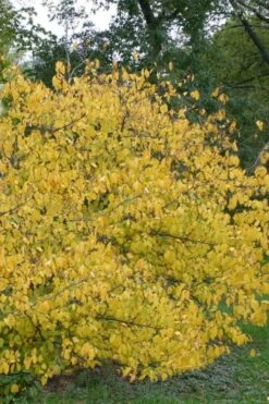 Spicebush (Lindera Benzoin) - 3 Gallon Pot -Garden Plants shop lindera benzoin yellow spicebush 21