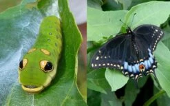 Spicebush (Lindera Benzoin) - 3 Gallon Pot -Garden Plants shop lindera benzoin yellow spicebush 23