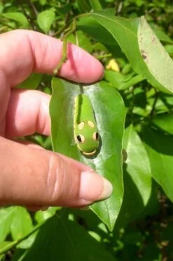 Spicebush (Lindera Benzoin) - 3 Gallon Pot -Garden Plants shop lindera benzoin yellow spicebush 7