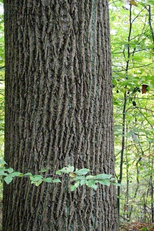 Tulip Poplar Tree - 1 Gallon Pot Tulip Poplar Tree - 1 Gallon Pot -Garden Plants shop liriodendron tulipifera yellow tulip poplar flower 11