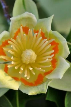 Tulip Poplar Tree - 1 Gallon Pot 10 Tulip Poplar Tree - 1 Gallon Pot -Garden Plants shop liriodendron tulipifera yellow tulip poplar flower 12
