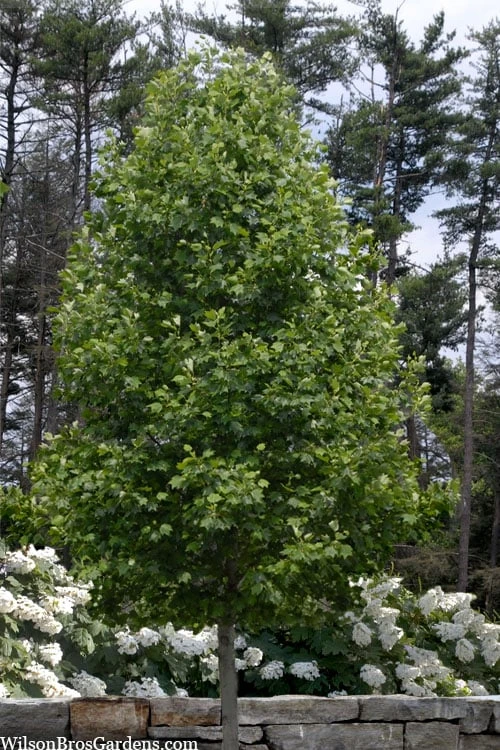 Tulip Poplar Tree - 1 Gallon Pot Tulip Poplar Tree - 1 Gallon Pot -Garden Plants shop liriodendron tulipifera yellow tulip poplar flower 3