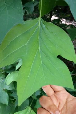 Tulip Poplar Tree - 1 Gallon Pot 3 Tulip Poplar Tree - 1 Gallon Pot -Garden Plants shop liriodendron tulipifera yellow tulip poplar flower 4