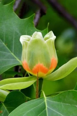 Tulip Poplar Tree - 1 Gallon Pot 6 Tulip Poplar Tree - 1 Gallon Pot -Garden Plants shop liriodendron tulipifera yellow tulip poplar flower 6