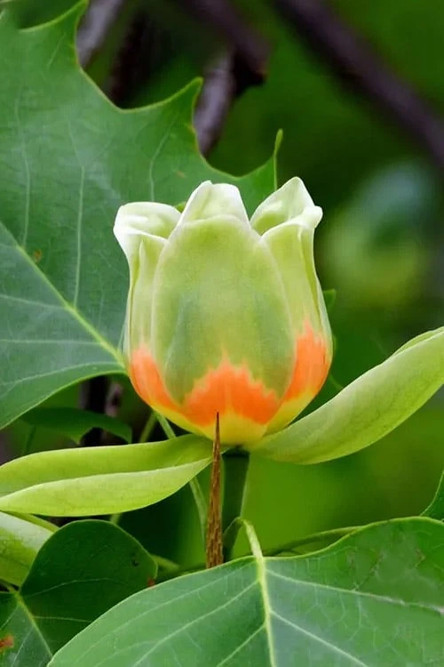 Tulip Poplar Tree - 1 Gallon Pot Tulip Poplar Tree - 1 Gallon Pot -Garden Plants shop liriodendron tulipifera yellow tulip poplar flower 6