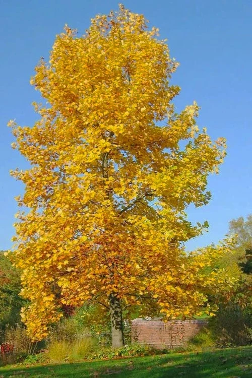 Tulip Poplar Tree - 1 Gallon Pot Tulip Poplar Tree - 1 Gallon Pot -Garden Plants shop liriodendron tulipifera yellow tulip poplar flower 7