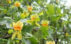 Tulip Poplar Tree - 1 Gallon Pot 7 Tulip Poplar Tree - 1 Gallon Pot -Garden Plants shop liriodendron tulipifera yellow tulip poplar flower 8