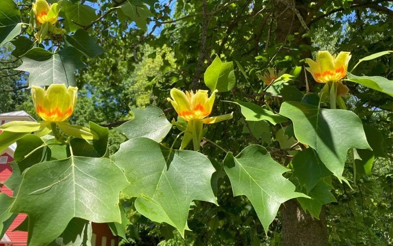 Tulip Poplar Tree - 1 Gallon Pot Tulip Poplar Tree - 1 Gallon Pot -Garden Plants shop liriodendron tulipifera yellow tulip poplar flower 9