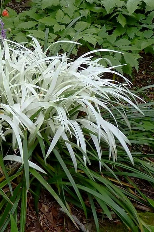 Okina Liriope (Frosted Monkey Grass) - 1 Gallon Pot Okina Liriope (Frosted Monkey Grass) - 1 Gallon Pot -Garden Plants shop liriope muscari okina lilyturf 1