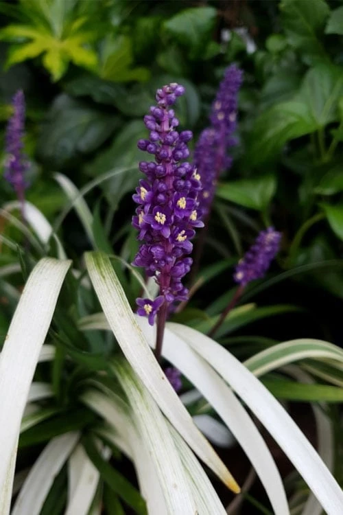 Okina Liriope (Frosted Monkey Grass) - 1 Gallon Pot Okina Liriope (Frosted Monkey Grass) - 1 Gallon Pot -Garden Plants shop liriope muscari okina lilyturf 4