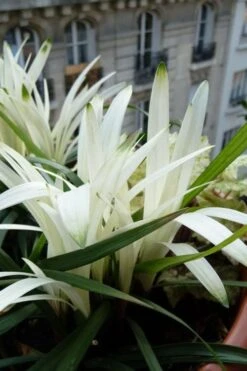 Okina Liriope (Frosted Monkey Grass) - 1 Gallon Pot 5 Okina Liriope (Frosted Monkey Grass) - 1 Gallon Pot -Garden Plants shop liriope muscari okina lilyturf 5