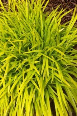 Gold Ingot Liriope (Golden Lilyturf) - 6 Pack Of 1 Gallon Pots 4 Gold Ingot Liriope (Golden Lilyturf) - 6 Pack Of 1 Gallon Pots -Garden Plants shop liriope muscari peedee ingot golden lilyturf 11