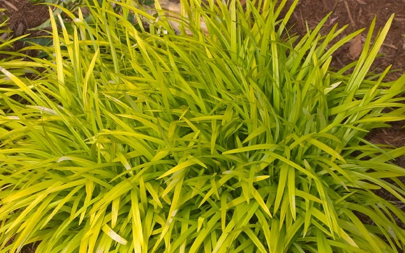 Gold Ingot Liriope (Golden Lilyturf) - 6 Pack of 1 Gallon Pots Gold Ingot Liriope (Golden Lilyturf) - 6 Pack Of 1 Gallon Pots -Garden Plants shop liriope muscari peedee ingot golden lilyturf 3
