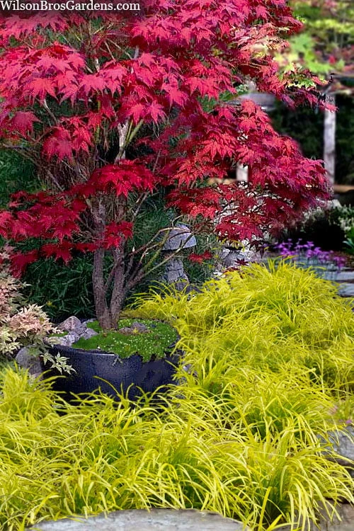 Gold Ingot Liriope (Golden Lilyturf) - 6 Pack of 1 Gallon Pots Gold Ingot Liriope (Golden Lilyturf) - 6 Pack Of 1 Gallon Pots -Garden Plants shop liriope muscari peedee ingot golden lilyturf 5