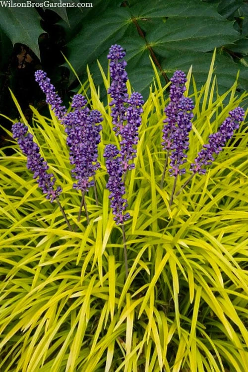 Gold Ingot Liriope (Golden Lilyturf) - 6 Pack of 1 Gallon Pots Gold Ingot Liriope (Golden Lilyturf) - 6 Pack Of 1 Gallon Pots -Garden Plants shop liriope muscari peedee ingot golden lilyturf 6