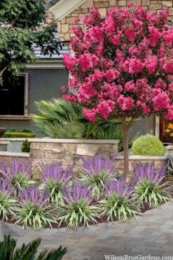 Variegated Liriope - Lilyturf - 72 Pack Of 3.5" Pint Pots -Garden Plants shop liriope muscari variegata variegated liriope lilyturf 2 1