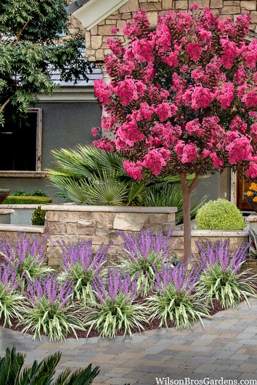 Variegated Liriope - Monkey Grass / Lilyturf - 10 Pack of Pint Pots Variegated Liriope - Monkey Grass / Lilyturf - 10 Pack Of Pint Pots -Garden Plants shop liriope muscari variegata variegated liriope lilyturf 2