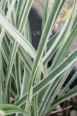 Silver Dragon Liriope - Lilyturf - 18 Count Flats Of Pint Pots -Garden Plants shop liriope spicata silver dragon lilyturf 101