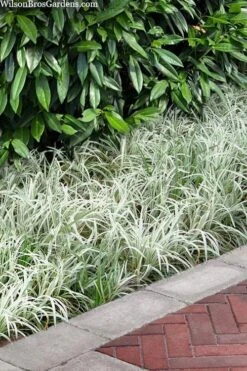 Silver Dragon Liriope - Lilyturf - 18 Count Flats Of Pint Pots -Garden Plants shop liriope spicata silver dragon lilyturf 106