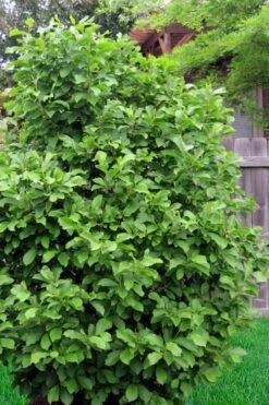 Jane Magnolia Tulip Tree - 5 Gallon Pot -Garden Plants shop magnolia ann 111 4