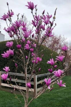 Ann Magnolia Tulip Tree - 3 Gallon Pot -Garden Plants shop magnolia ann tulip tree 100 2