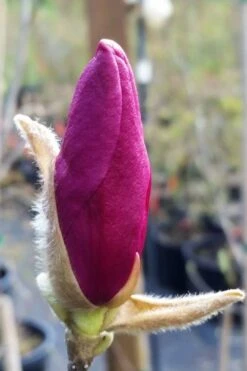 Betty Magnolia Tulip Tree - 3 Gallon Pot -Garden Plants shop magnolia betty 21 1