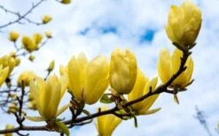 Butterflies Yellow Magnolia (Tulip Tree) - 3 Gallon Pot -Garden Plants shop magnolia butterflies yellow tulip tree 2