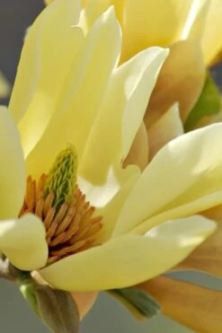 Butterflies Yellow Magnolia (Tulip Tree) - 3 Gallon Pot -Garden Plants shop magnolia butterflies yellow tulip tree 5