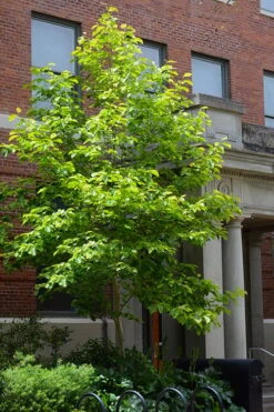 Butterflies Yellow Magnolia (Tulip Tree) - 3 Gallon Pot -Garden Plants shop magnolia butterflies yellow tulip tree 7