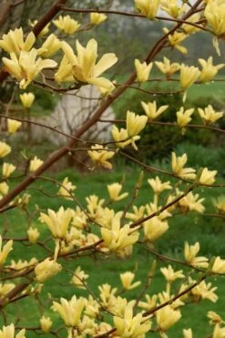 Butterflies Yellow Magnolia (Tulip Tree) - 3 Gallon Pot -Garden Plants shop magnolia butterflies yellow tulip tree 8