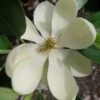 Green Shadow Sweetbay Magnolia Tree (Magnolia Virginiana) - 3 Gallon Pot (4-5')
