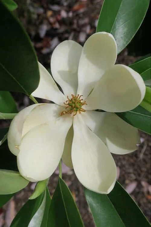 Green Shadow Sweetbay Magnolia Tree (Magnolia virginiana) - 3 Gallon Pot (4-5') Green Shadow Sweetbay Magnolia Tree (Magnolia Virginiana) - 3 Gallon Pot (4-5') -Garden Plants shop magnolia green shadow sweetbay flower