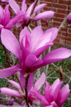Jane Magnolia Tulip Tree - 7 Gallon Pot (3-4') -Garden Plants shop magnolia jane tulip tree 102 3