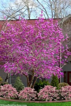 Jane Magnolia Tulip Tree - 1 Gallon Pot -Garden Plants shop magnolia jane tulip tree 103 2