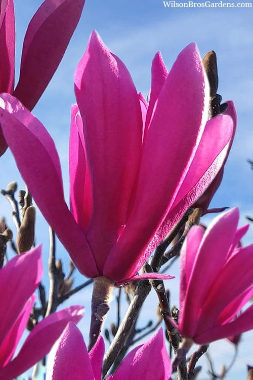 Jane Magnolia Tulip Tree - 3 Gallon Pot Jane Magnolia Tulip Tree - 3 Gallon Pot -Garden Plants shop magnolia jane tulip tree 106