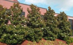 Little Gem Dwarf Southern Magnolia - 3 Gallon Pot (2.5-3.5') -Garden Plants shop magnolia little gem 11 1