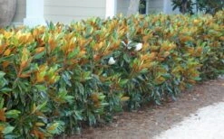Little Gem Dwarf Southern Magnolia - 3 Gallon Pot (2.5-3.5') -Garden Plants shop magnolia little gem 12 1