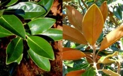 Little Gem Dwarf Southern Magnolia - 3 Gallon Pot (2.5-3.5') -Garden Plants shop magnolia little gem 16 1