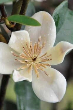 Serendipity Banana Shrub (Magnolia Figo) - 5 Gallon Pot