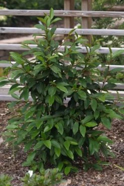 Serendipity Banana Shrub (Magnolia Figo) - 5 Gallon Pot -Garden Plants shop magnolia serendipity banana shrub 3
