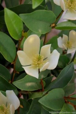 Serendipity Banana Shrub (Magnolia Figo) - 5 Gallon Pot -Garden Plants shop magnolia serendipity banana shrub 4